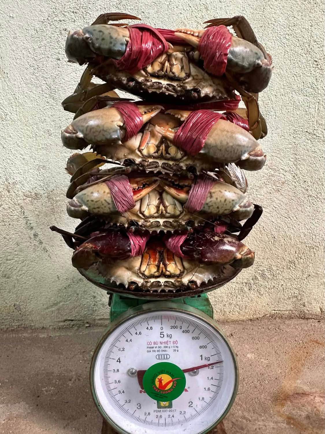 Cua biển buộc dây đặt trên cân để tính tiền